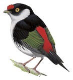 Pin-tailed Manakin Illustration