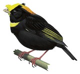 Golden-winged Manakin Illustration