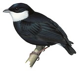 White-bibbed Manakin Illustration