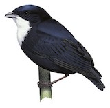 White-throated Manakin Illustration