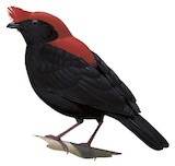 Helmeted Manakin Illustration