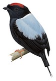 Lance-tailed Manakin Illustration