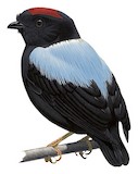 Blue-backed Manakin Illustration