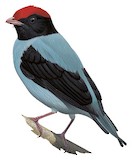 Blue Manakin Illustration