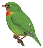 Fiery-throated Fruiteater Illustration