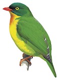 Scarlet-breasted Fruiteater Illustration