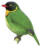 Masked Fruiteater Illustration