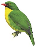 Golden-breasted Fruiteater Illustration