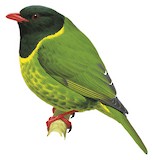 Green-and-black Fruiteater Illustration