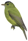 Olivaceous Piha Illustration