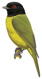 Black-headed Berryeater Illustration