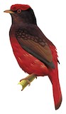 Guianan Red Cotinga Illustration