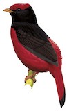 Black-necked Red Cotinga Illustration