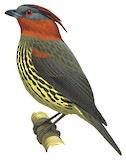 Chestnut-crested Cotinga Illustration