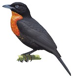 Red-ruffed Fruitcrow Illustration