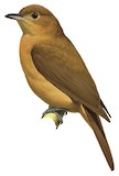 Rufous Piha Illustration