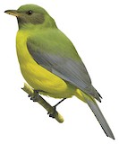 Grey-winged Cotinga Illustration