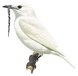 White Bellbird Illustration