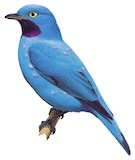 Plum-throated Cotinga Illustration