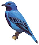 Blue Cotinga Illustration