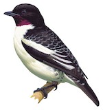 Purple-throated Cotinga Illustration