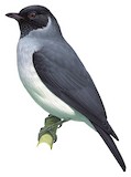 Black-faced Cotinga Illustration