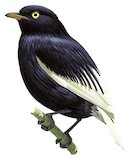 White-tailed Cotinga Illustration