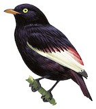 White-winged Cotinga Illustration