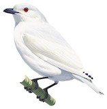 Black-tipped Cotinga Illustration