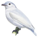 Snowy Cotinga Illustration