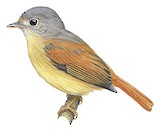 Ruddy-tailed Flycatcher Illustration