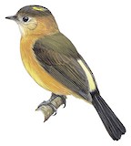 Tawny-breasted Myiobius Illustration