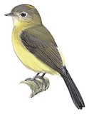 Whiskered Myiobius Illustration