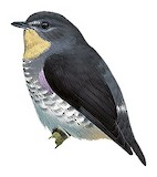 Buff-throated Purpletuft Illustration