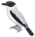 Black-crowned Tityra Illustration