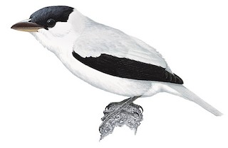 White-tailed Tityra
