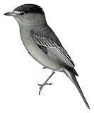 Slaty Becard Illustration