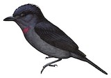 Pink-throated Becard Illustration