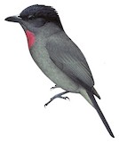 Rose-throated Becard Illustration