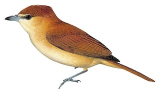 Cinnamon Becard - Pachyramphus cinnamomeus - Birds of the World