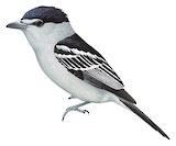 Grey-collared Becard Illustration