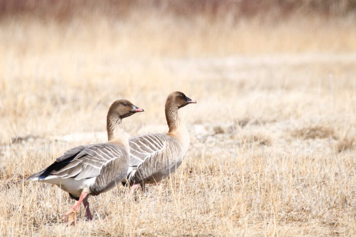 Pink-footed Goose - ML153029901