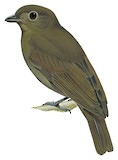 Northern Schiffornis Illustration