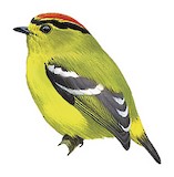 Kinglet Calyptura Illustration