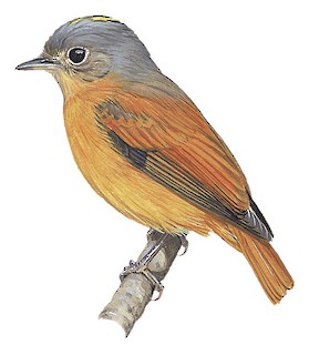 Tyrant flycatcher deals