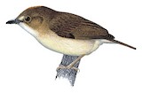 Cinnamon-crested Spadebill Illustration