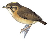 Stub-tailed Spadebill Illustration