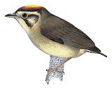 Golden-crowned Spadebill Illustration