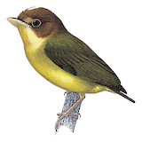 Yellow-throated Spadebill Illustration