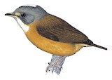 White-crested Spadebill Illustration